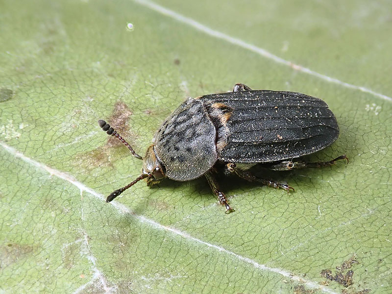 Silphidae: maschio di Thanatophilus sinuatus